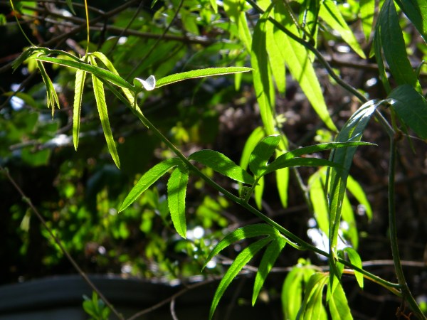 Leaves of Passiflora 'Mission Dolores' from Flickr