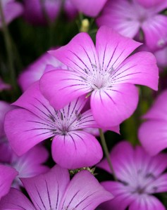 Agrostemma githago 'Milas' Source: Annie's Annuals