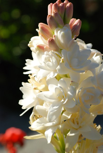 Polianthes tuberosa 'The Pearl' glowing in the morning sun