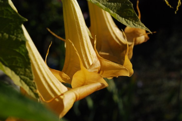 Huge blooms of Brugmansia 'Charles Grimaldi'