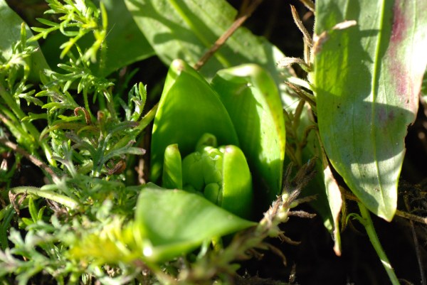 Emerging foliage and flowers of Dutch hyacinth 'Splendid Cornelia' in mid-November
