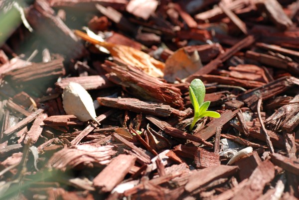 Self-sowed seedling of African daisy