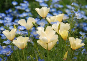 California poppy 'Alba' Source: Annie's Annuals