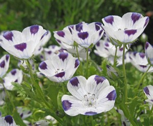Nemophila maculata 'Baby Five Spot' Source: Annie's Annuals
