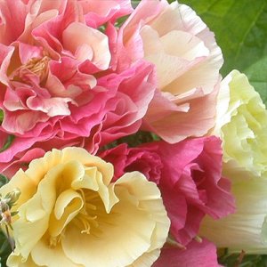 California poppy 'Bridal Bouquet' Source: Select Seeds