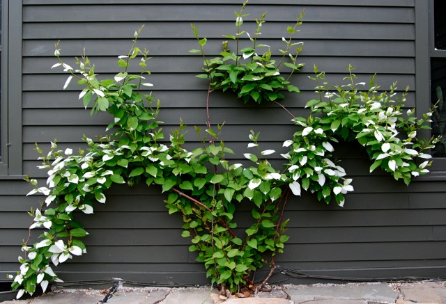 Espaliered kiwis Source: A Way to Garden