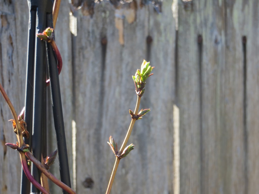 New leaves on honeysuckle Lonicera periclymenum var. serotina Florida