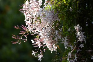 Winter blooming Jasmine Jasminum Polyanthum in bloom last year