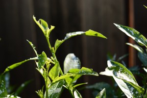 Chewed leaves on Night Blooming Jasmine