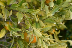 Sooty mold on citrus leaves
