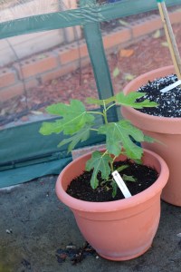 Young potted Petit Negri fig tree inside the greenhouse