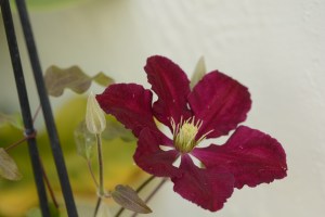Clematis Niobe in bloom in winter