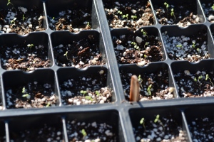 Newly sprouted Alpine Strawberry seedlings