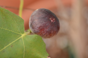 Nearly ripe LSU Purple Fig  on a potted tree in the greenhouse