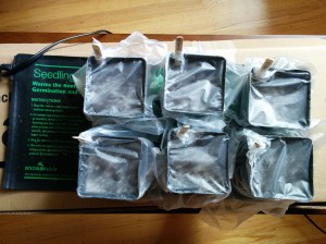 Papaya seeds on heating mat