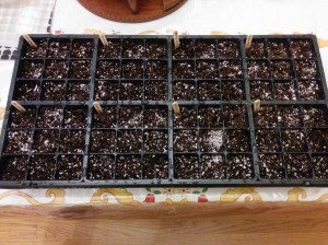 Alpine strawberry seeds, red and white varieties, in seedling mix.