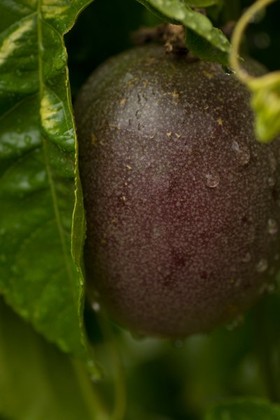 passion-fruit